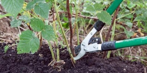 Kako pravilno rezati maline